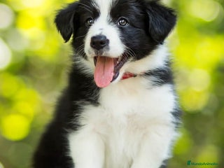 Border Collie perros border collie - Anuncio 1