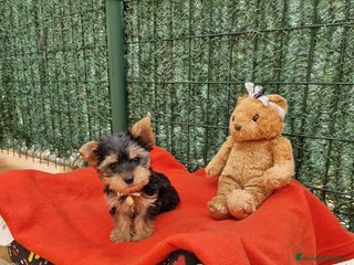 Yorkshire Terrier perros en Barcelona - Anuncio 18