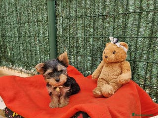 Yorkshire Terrier perros Yorkshire preciosos en Barcelona - Anuncio 13