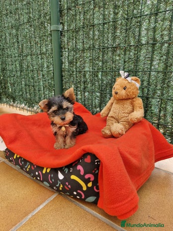 Yorkshire Terrier perros en Barcelona - Anuncio 9