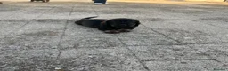 Teckel perros en venta: Teckel - Anuncio 7