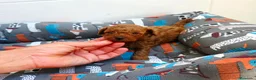 Caniche Toy perros en venta: DISPONIBLE CANICHE MACHO YOY ROJO  - Anuncio 2