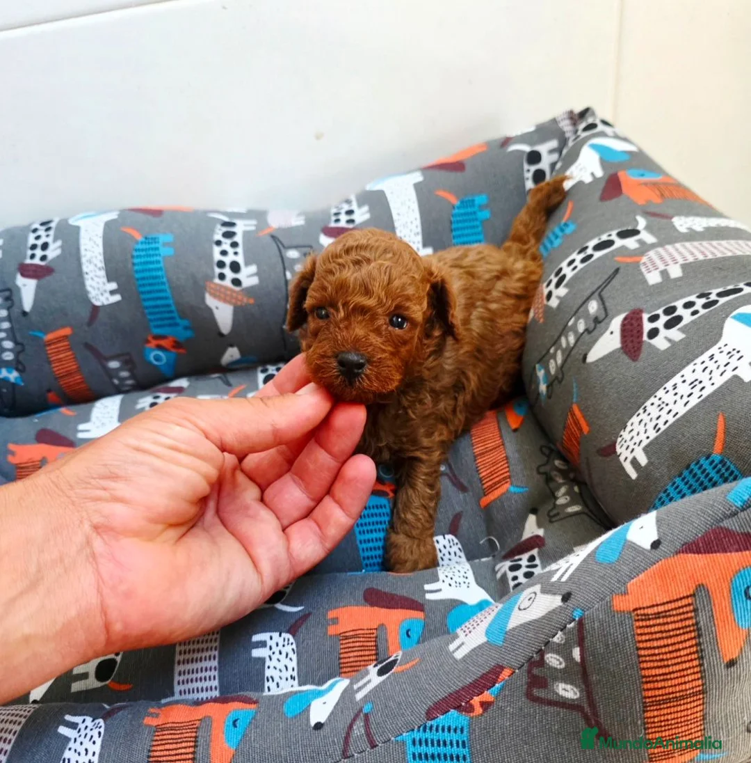 Caniche Toy perros en venta: DISPONIBLE CANICHE MACHO YOY ROJO  - Anuncio 2