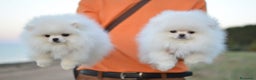 Pomerania perros en venta: pomerania super pequeños - Anuncio 2