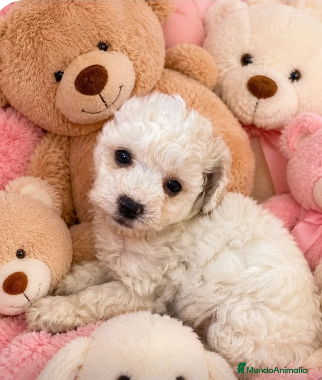 Caniche Toy perros en venta: Caniche, precio real - Anuncio 2