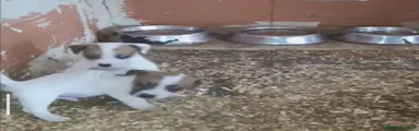 Jack Russell Terrier 2