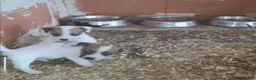 Jack Russell Terrier perros en venta: Cachorros de Jack Russell  - Anuncio 2