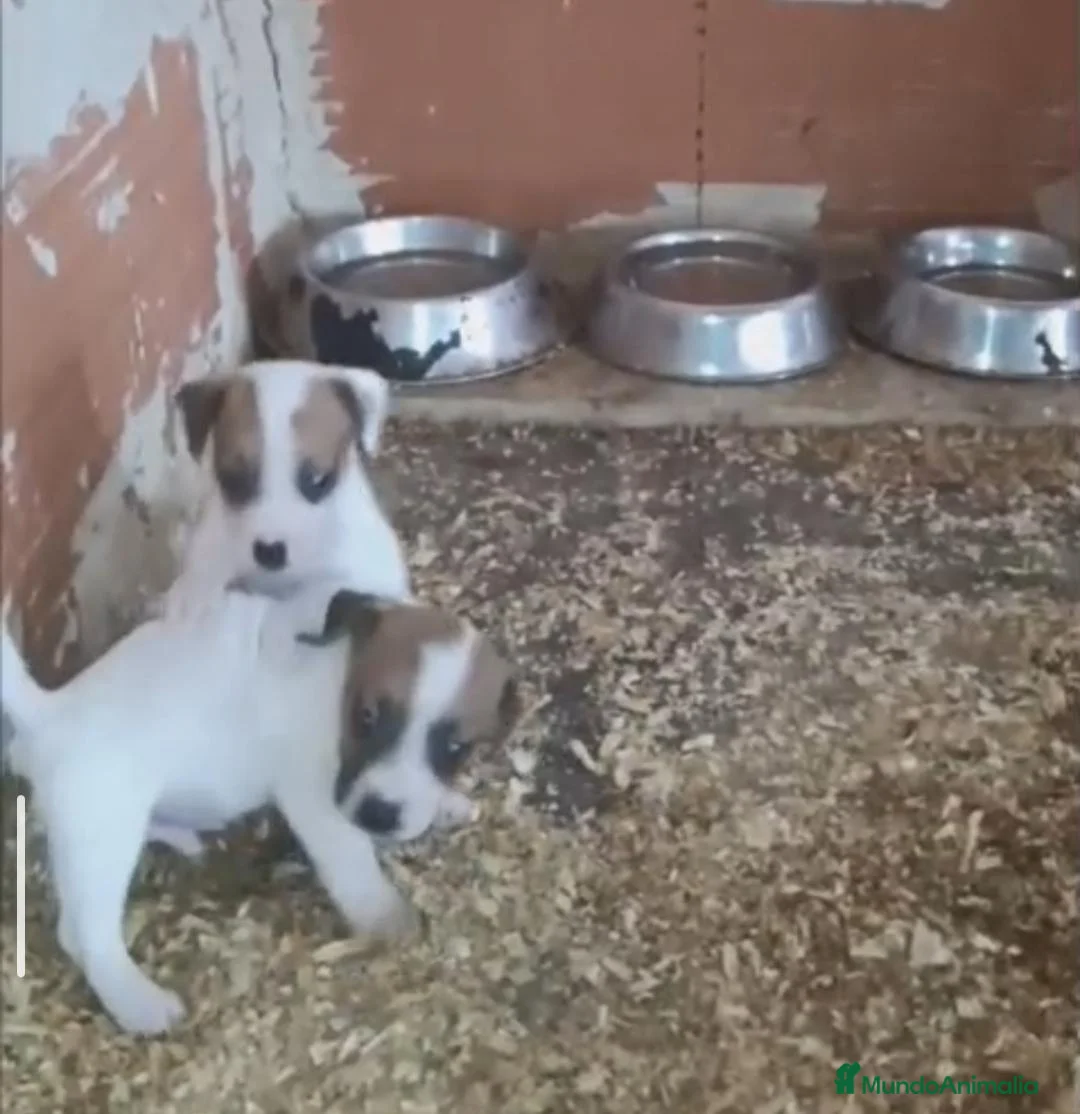 Jack Russell Terrier perros en venta: Cachorros de Jack Russell  - Anuncio 2