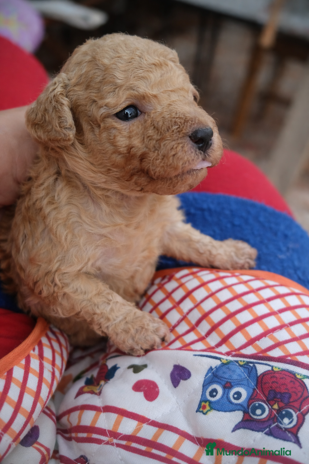 Caniche Toy perros CANICHE TOY FAMILIAR - Anuncio 2