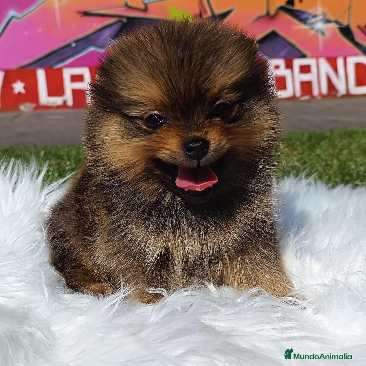 Pomerania perros POMERANIA ENVIO GRATIS  - Anuncio 2