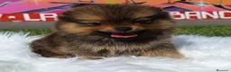 Pomerania perros en venta: POMERANIA ENVIO GRATIS  - Anuncio 2