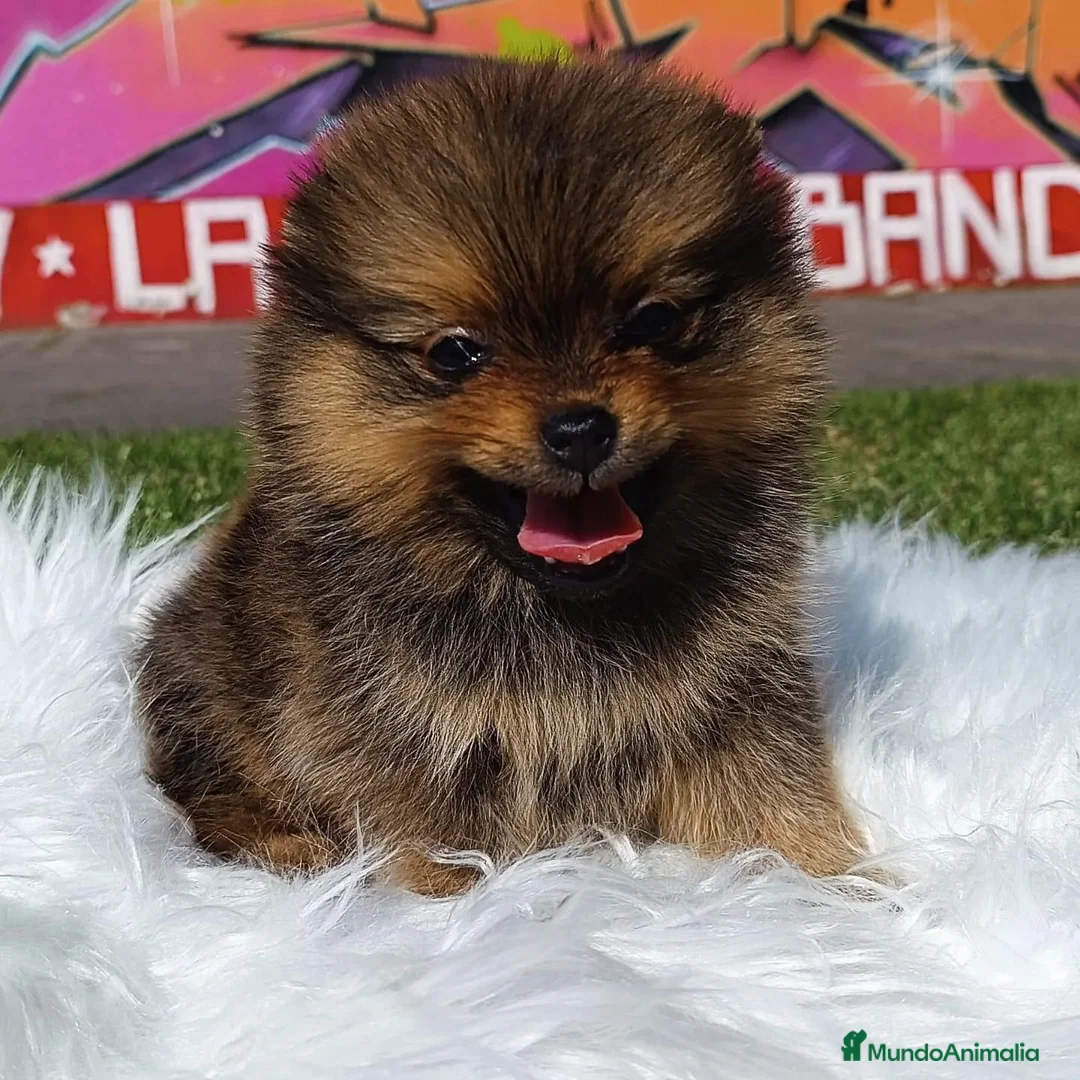 Pomerania perros en venta: POMERANIA ENVIO GRATIS  - Anuncio 2