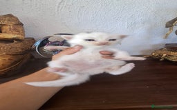 Europeo de Pelo Corto gatos en venta: Gatito blanco pelo semilargo - Imagen 6