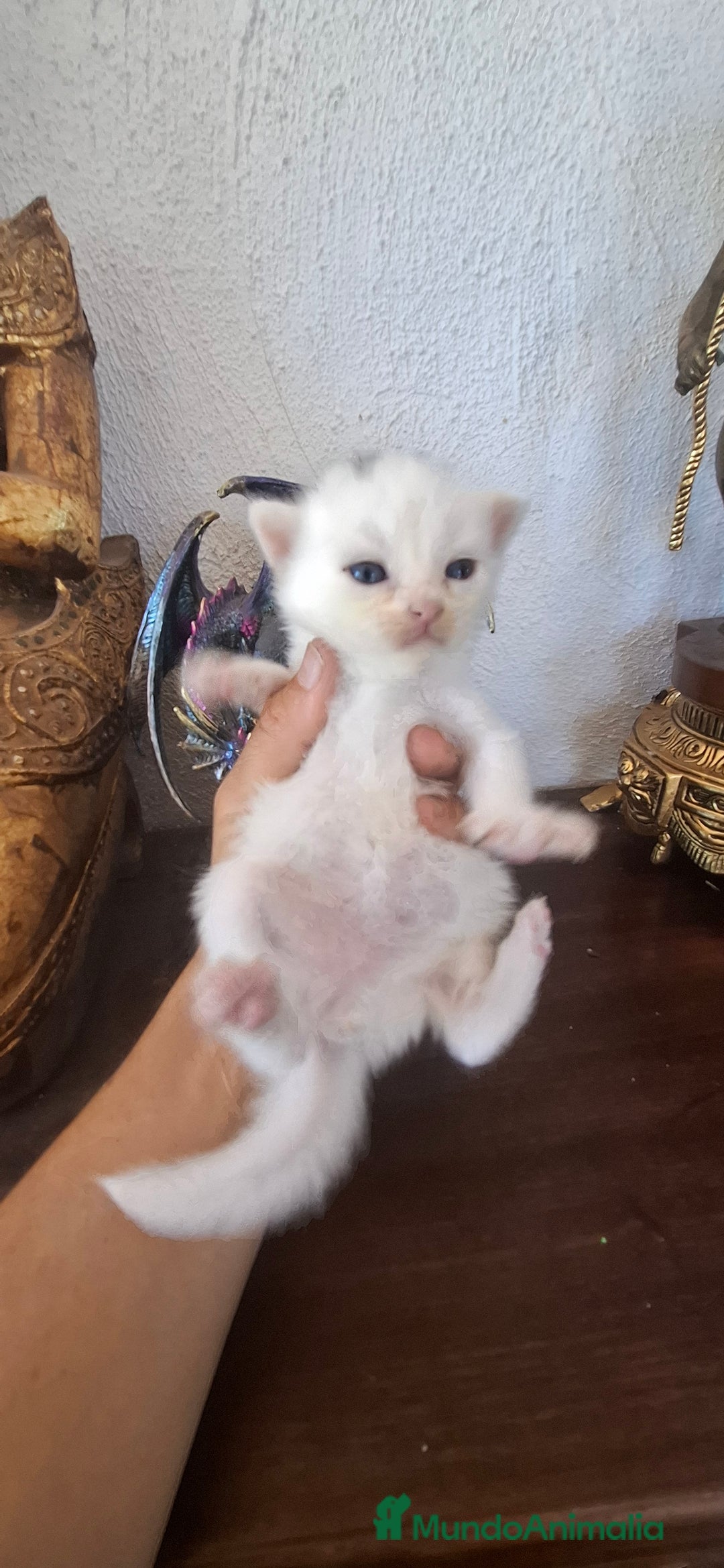 Europeo de Pelo Corto gatos en venta: Gatito blanco pelo semilargo - Imagen 6