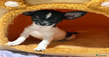 Chihuahua perros - Anuncio 6