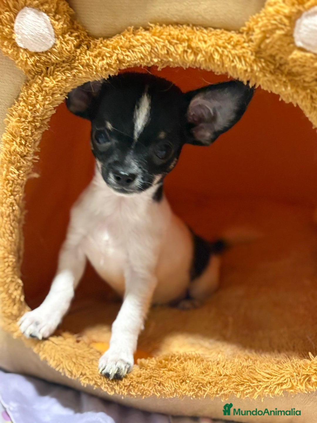 Chihuahua perros en venta: Chihuahua micro toy  - Imagen 2