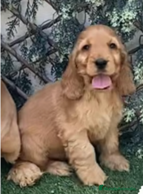 Cocker Spaniel Inglés perros Cachorros dorados de cocker spaniel ingles. - Anuncio 1