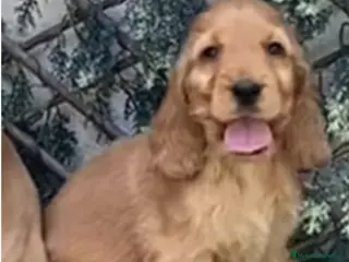 Cocker Spaniel Inglés perros en venta: Cachorros dorados de cocker spaniel ingles. - Anuncio 3