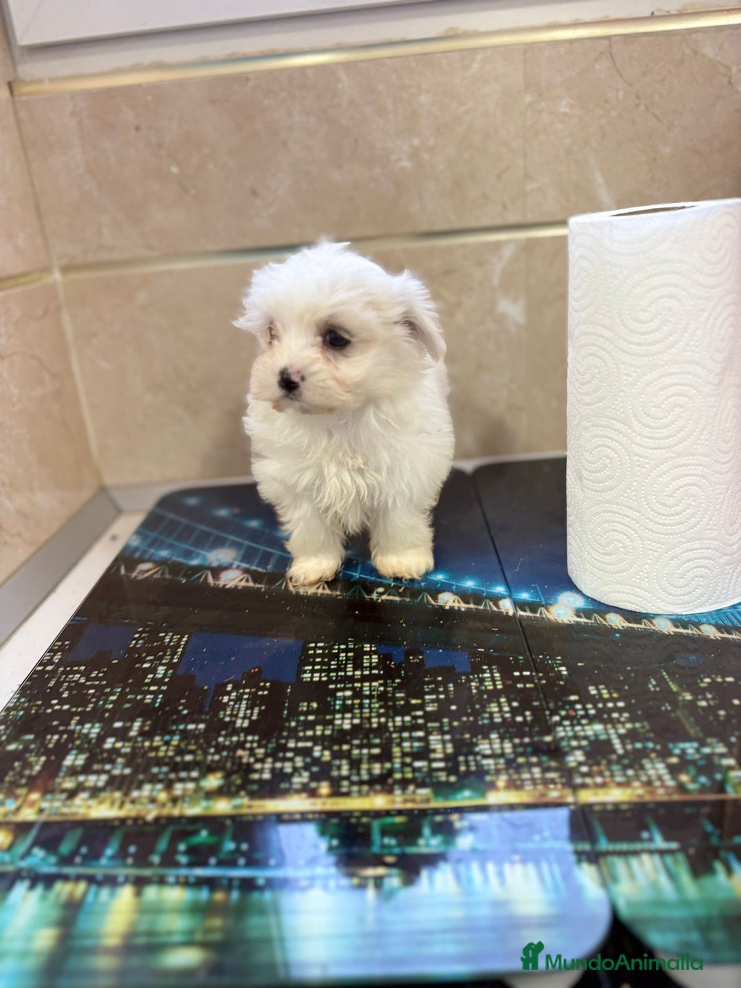 Bichón Maltés perros en venta: Bichon maltés toy  - Imagen 3