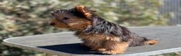 Yorkshire Terrier perros en venta: YORKSHIRE TOY MACHO DISPONIBLE! en Barcelona - Anuncio 4