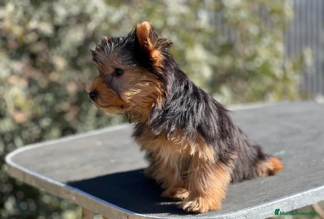 Yorkshire Terrier perros en venta: YORKSHIRE TOY MACHO DISPONIBLE! en Barcelona - Anuncio 4