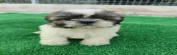 Shih Tzu perros en venta: shih tzu - Anuncio 12