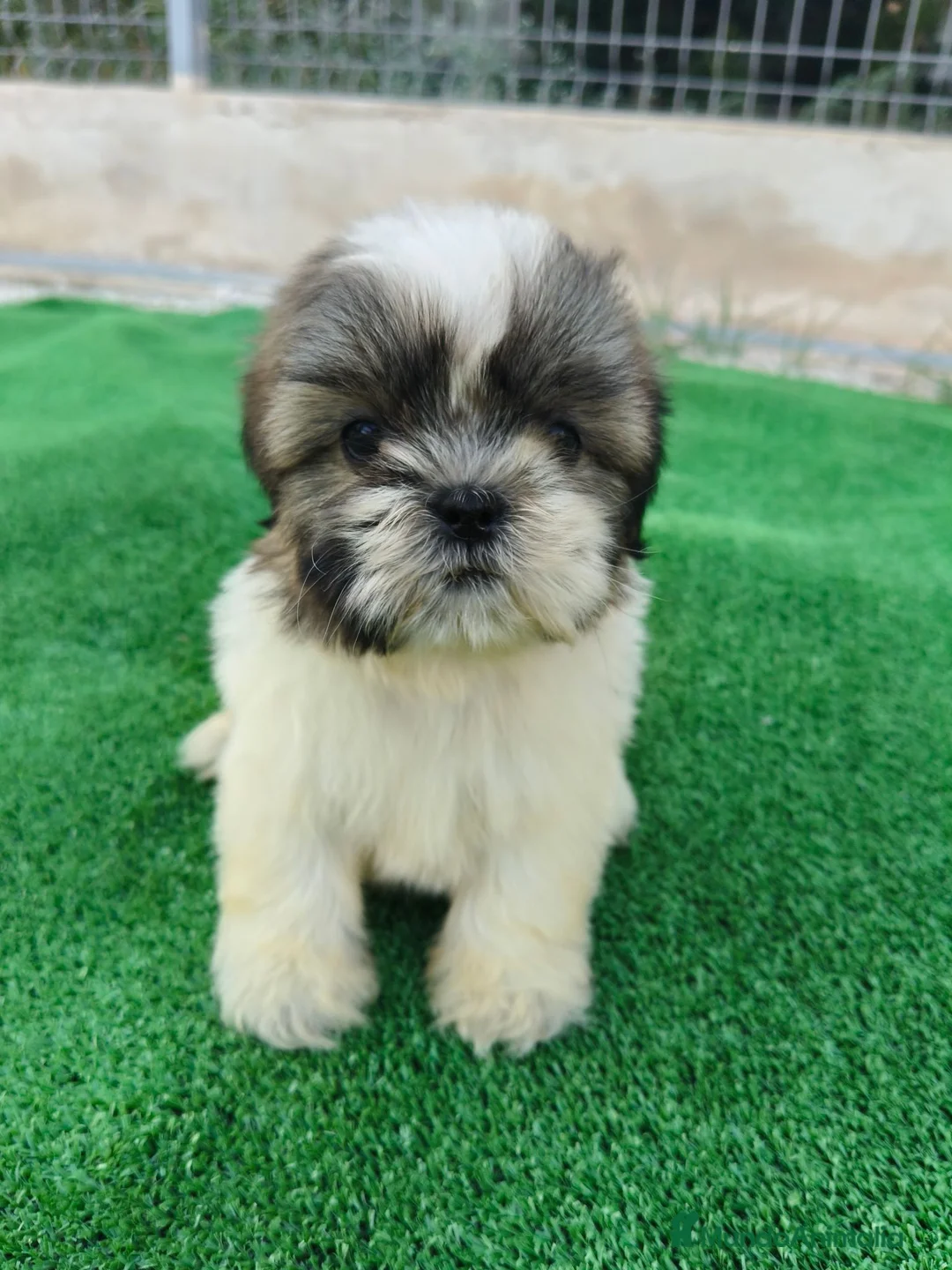 Shih Tzu perros en venta: shih tzu - Anuncio 12