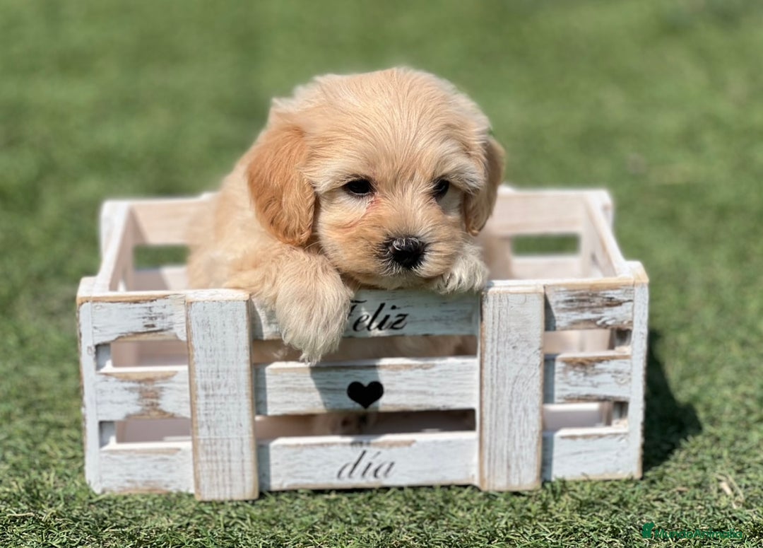 Maltipoo perros en venta: PRECIOSO MALTIPOO - Imagen 2