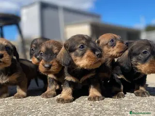 Teckel perros Teckel de pelo duro - Anuncio 1
