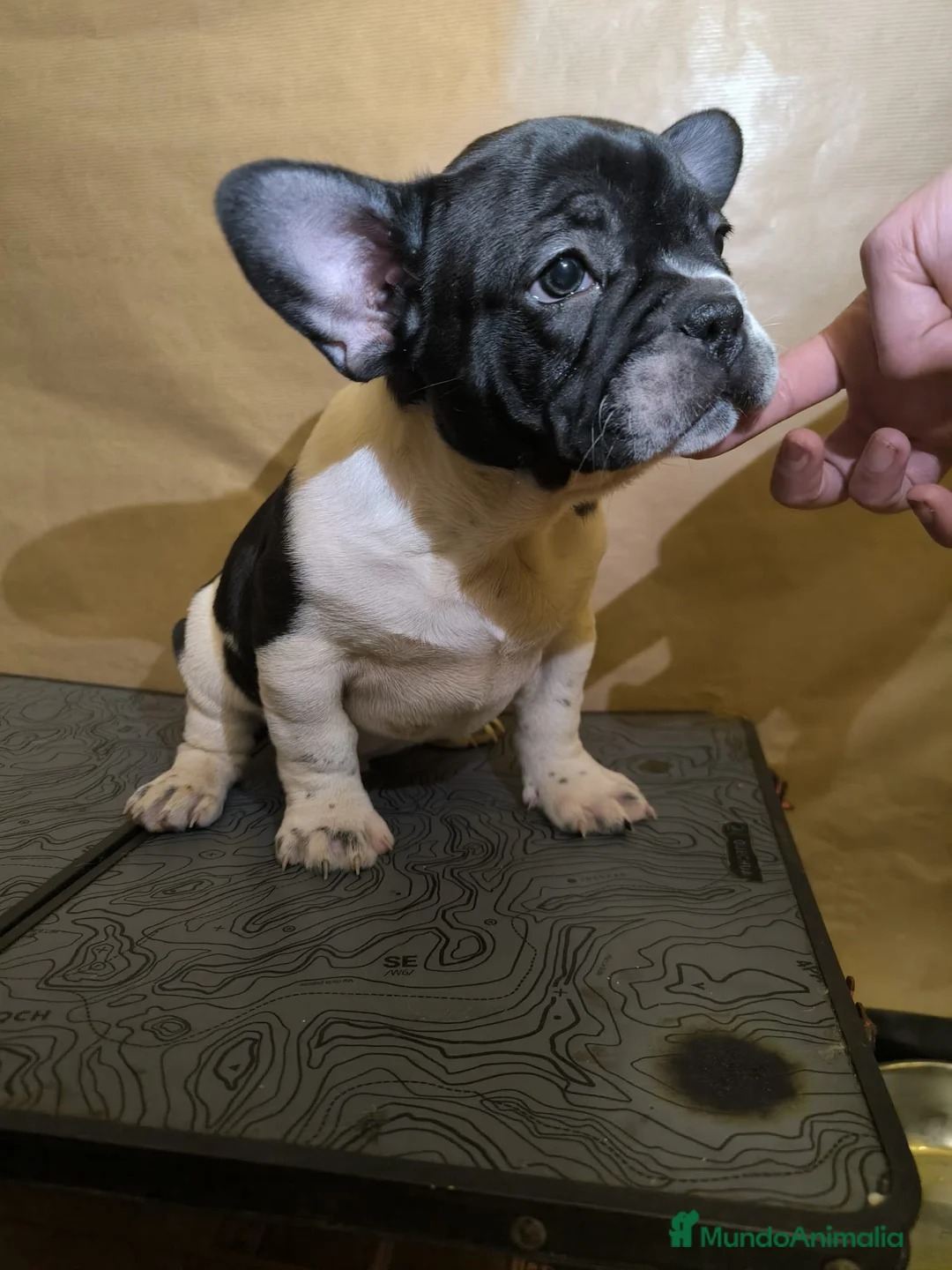 Bulldog Francés perros en venta: Bulldog Francés  - Anuncio 4