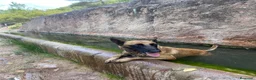 Pastor Belga Malinois perros en venta: PASTOR BELGA MALINOIS 🐾🐕 - Anuncio 3