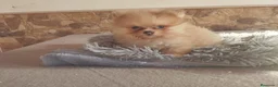 Pomerania perros en venta: Pomeranias Toy Toy - Anuncio 5