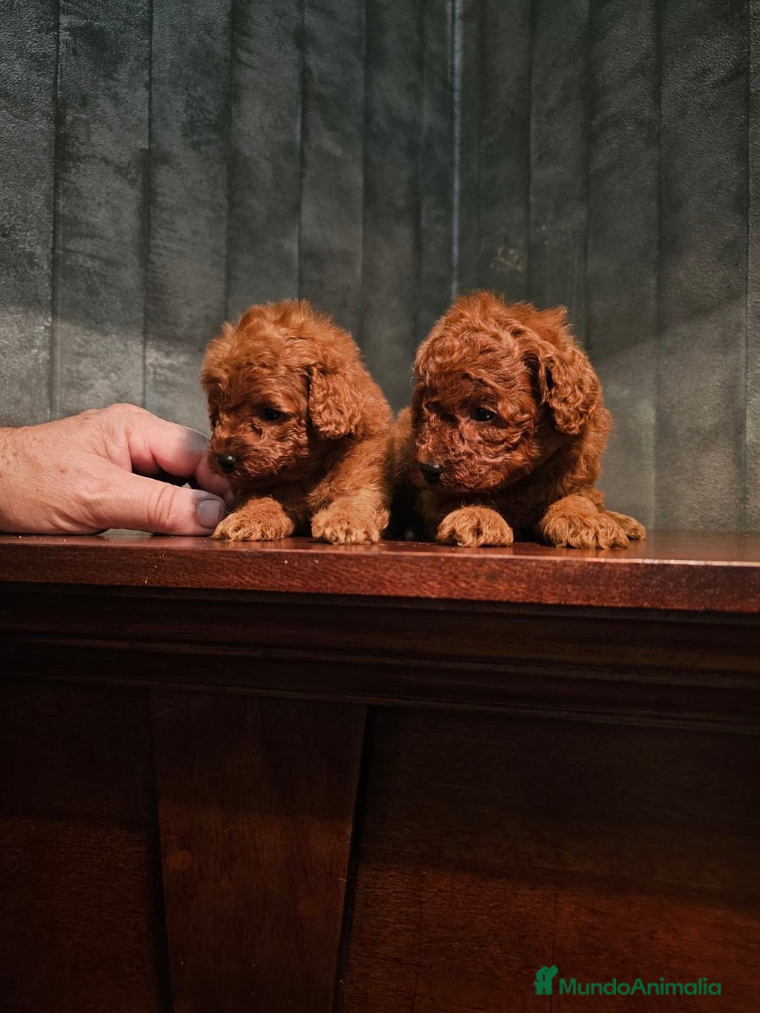 Caniche Toy perros en venta: caniche toy rojos super pequeños  - Imagen 5