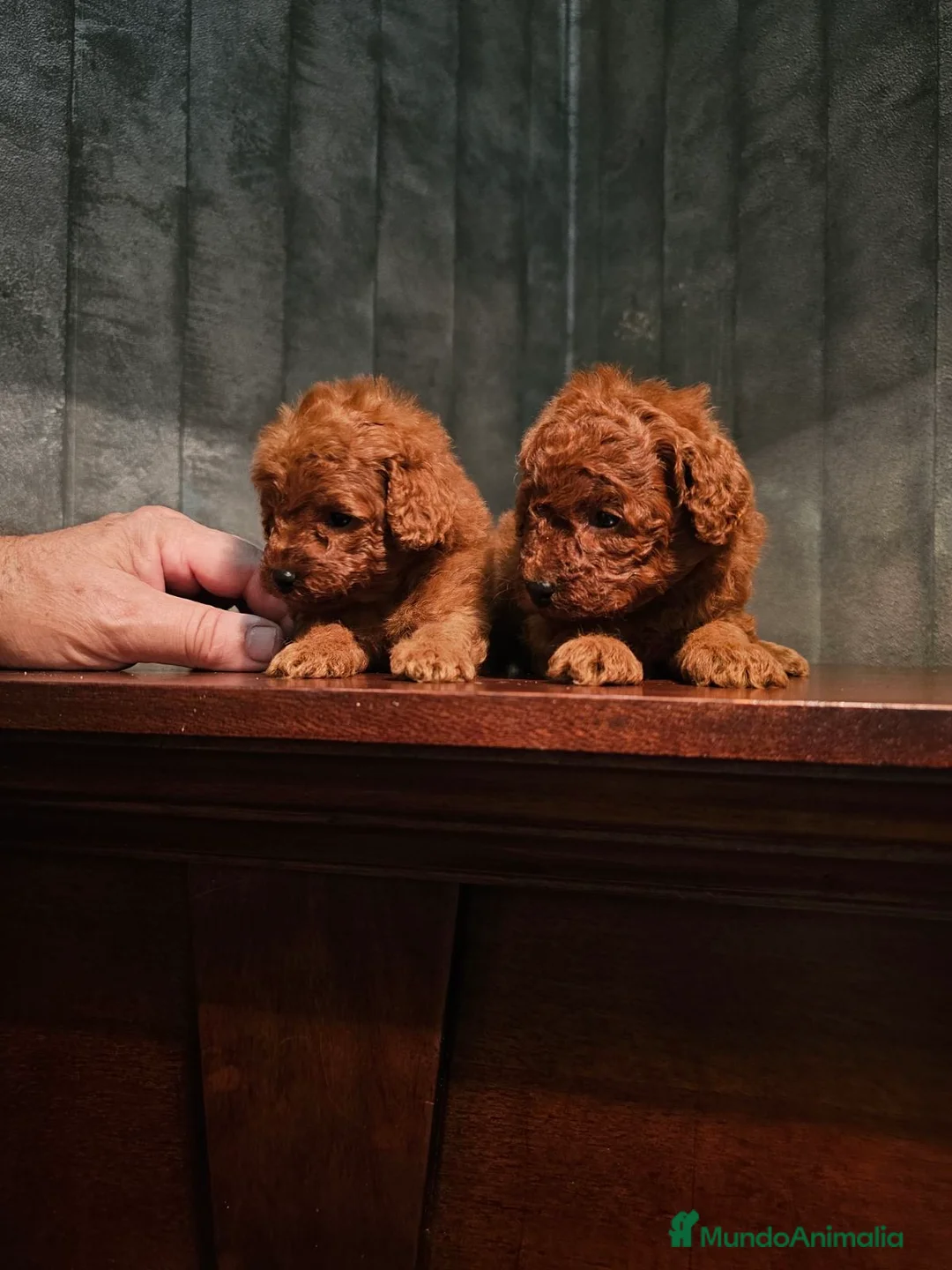 Caniche Toy perros en venta: caniche toy rojos super pequeños  - Anuncio 5