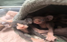 Sphynx gatos en venta: Cachorro Sphynx - Imagen 4