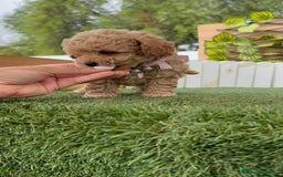 Caniche Toy perros en venta: CANICHE TOY HEMBRA - Imagen 22