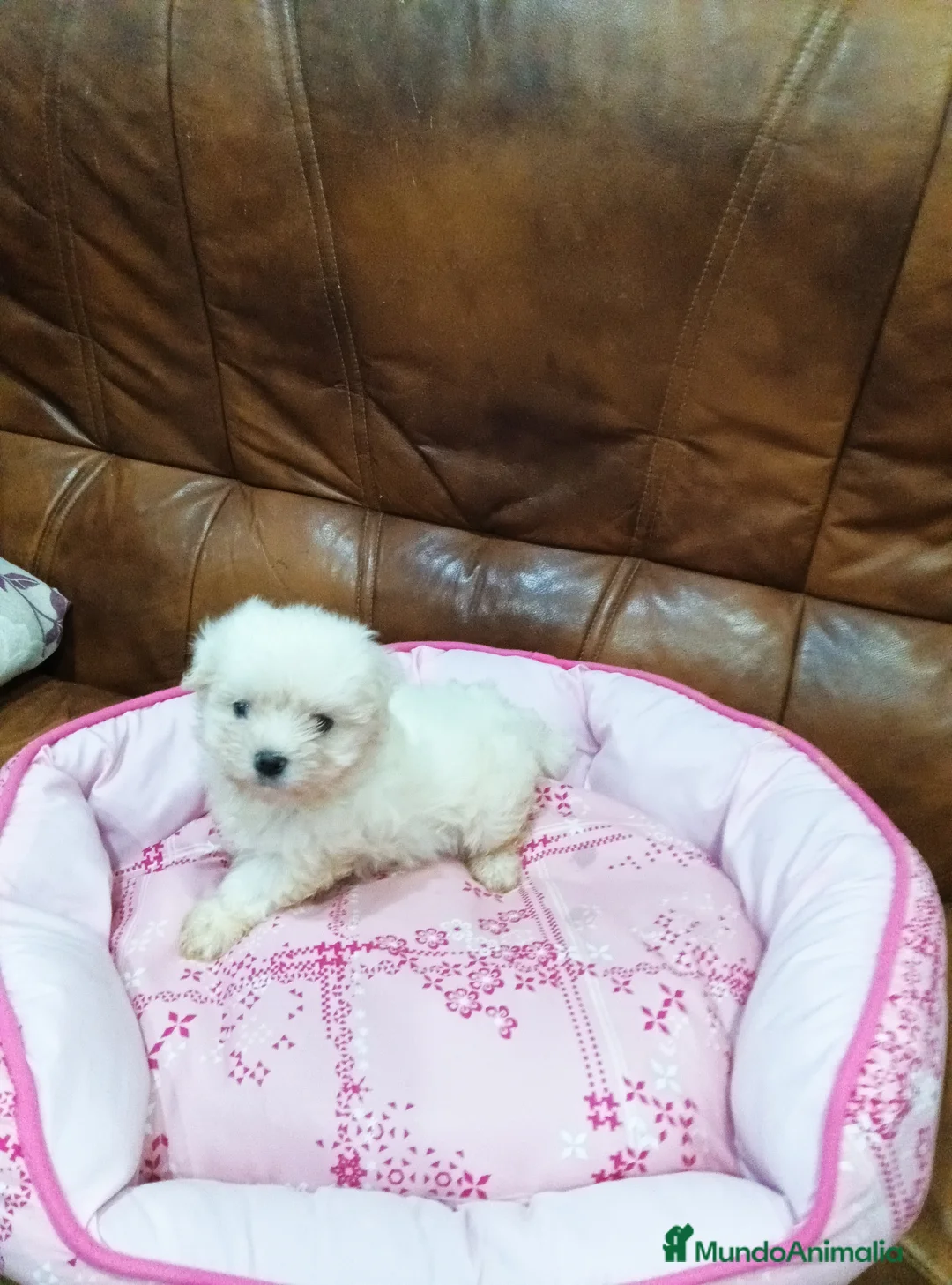 Bichón Maltés perros en venta: BICHON MALTÉS  - Anuncio 2