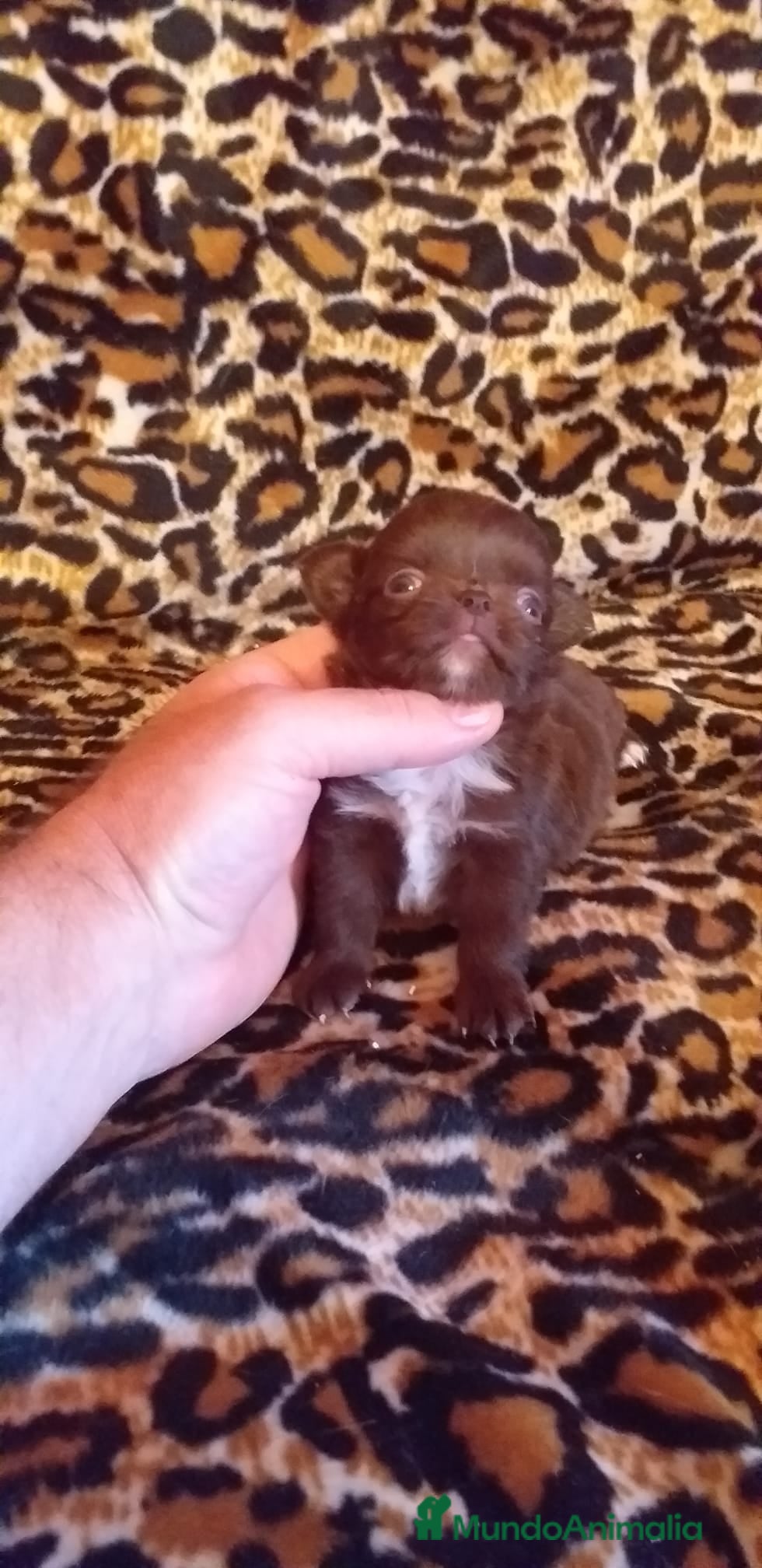 Chihuahua perros Chihuahuas de pelo largo  en Ciudad Real - Anuncio 2