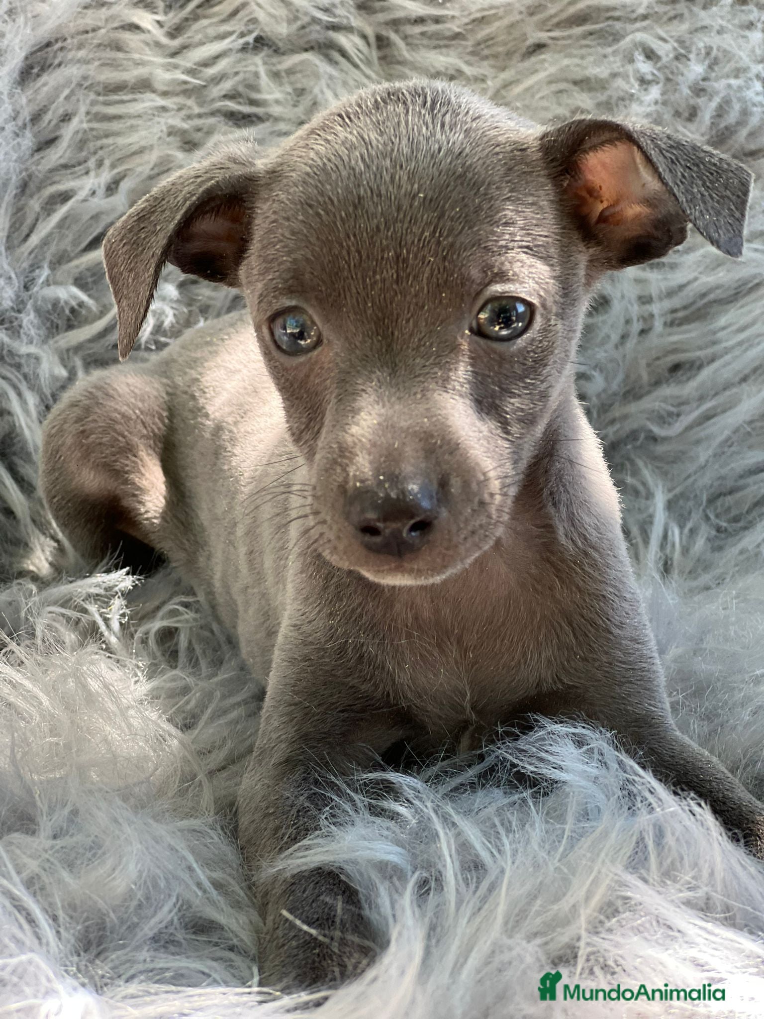 Pequeño Lebrel Italiano perros Piccolo Italiano  en Barcelona - Anuncio 2