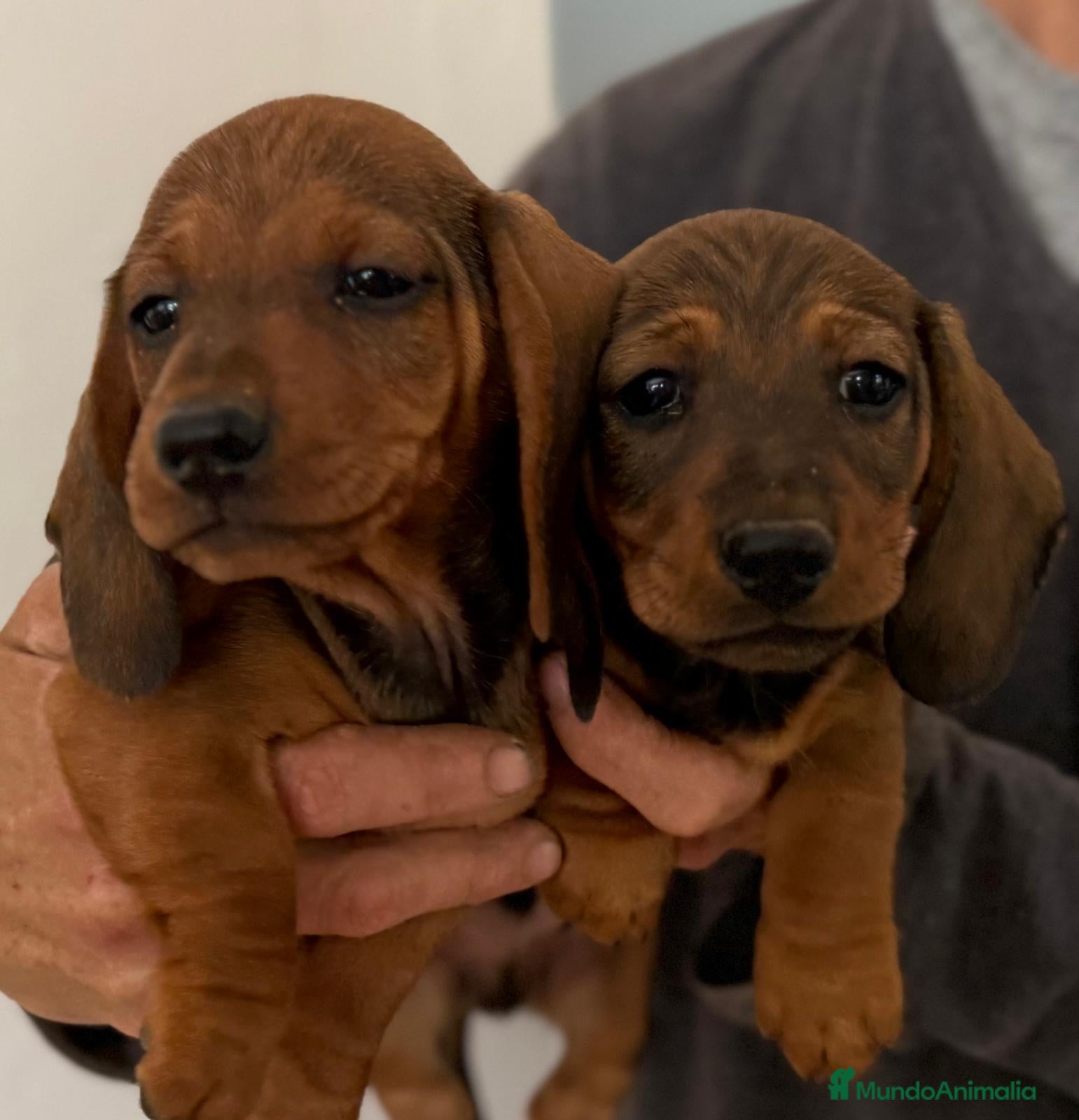 Teckel Miniatura perros teckel mini valencia garantia vacunas madrid - Anuncio 11