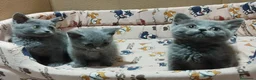 Británico de Pelo Corto Azul gatos en venta: British Shorthair azules - Anuncio 6