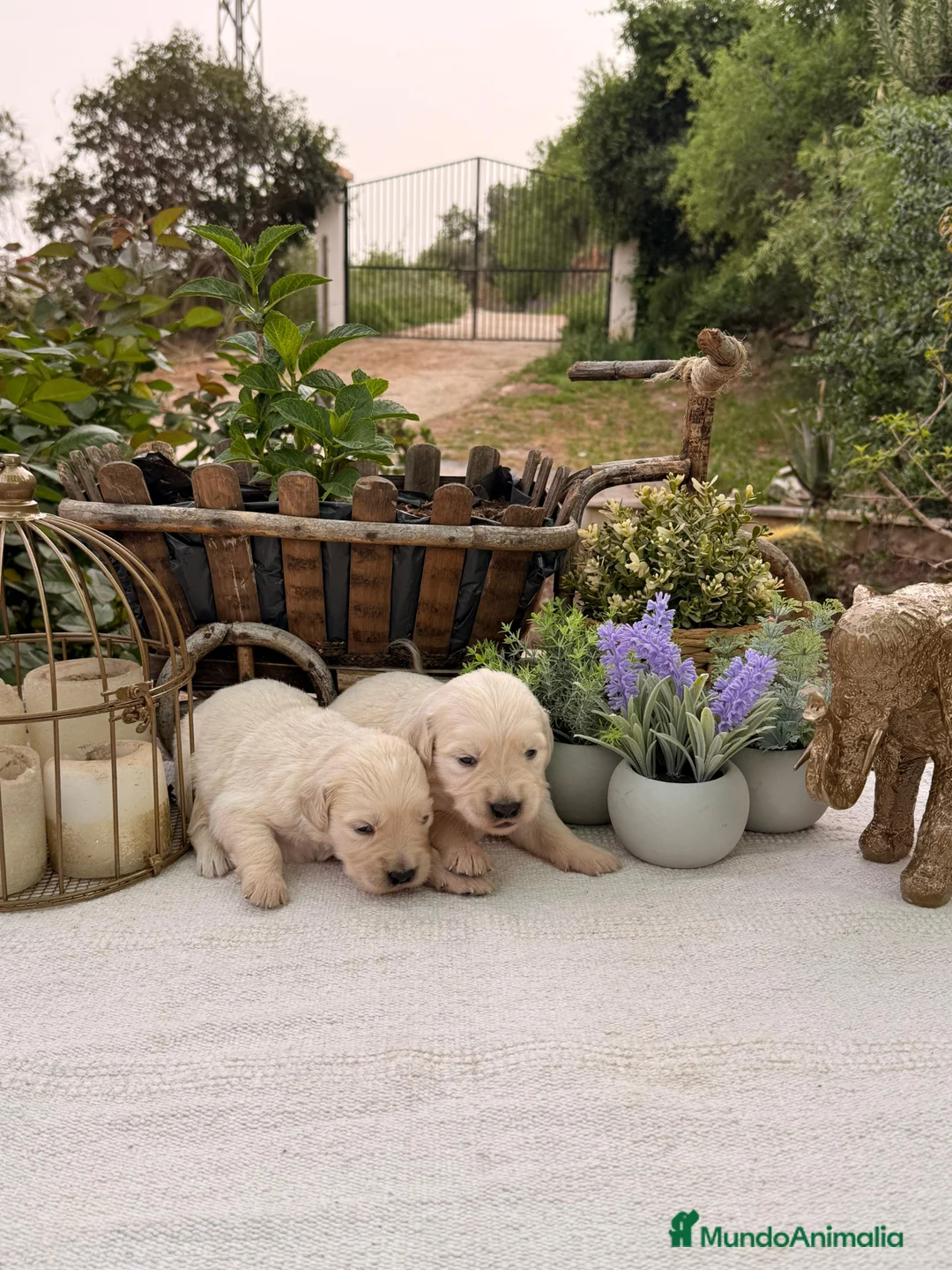 Golden Retriever perros en venta: Golden retriever bebes espectaculares nobles - Anuncio 1