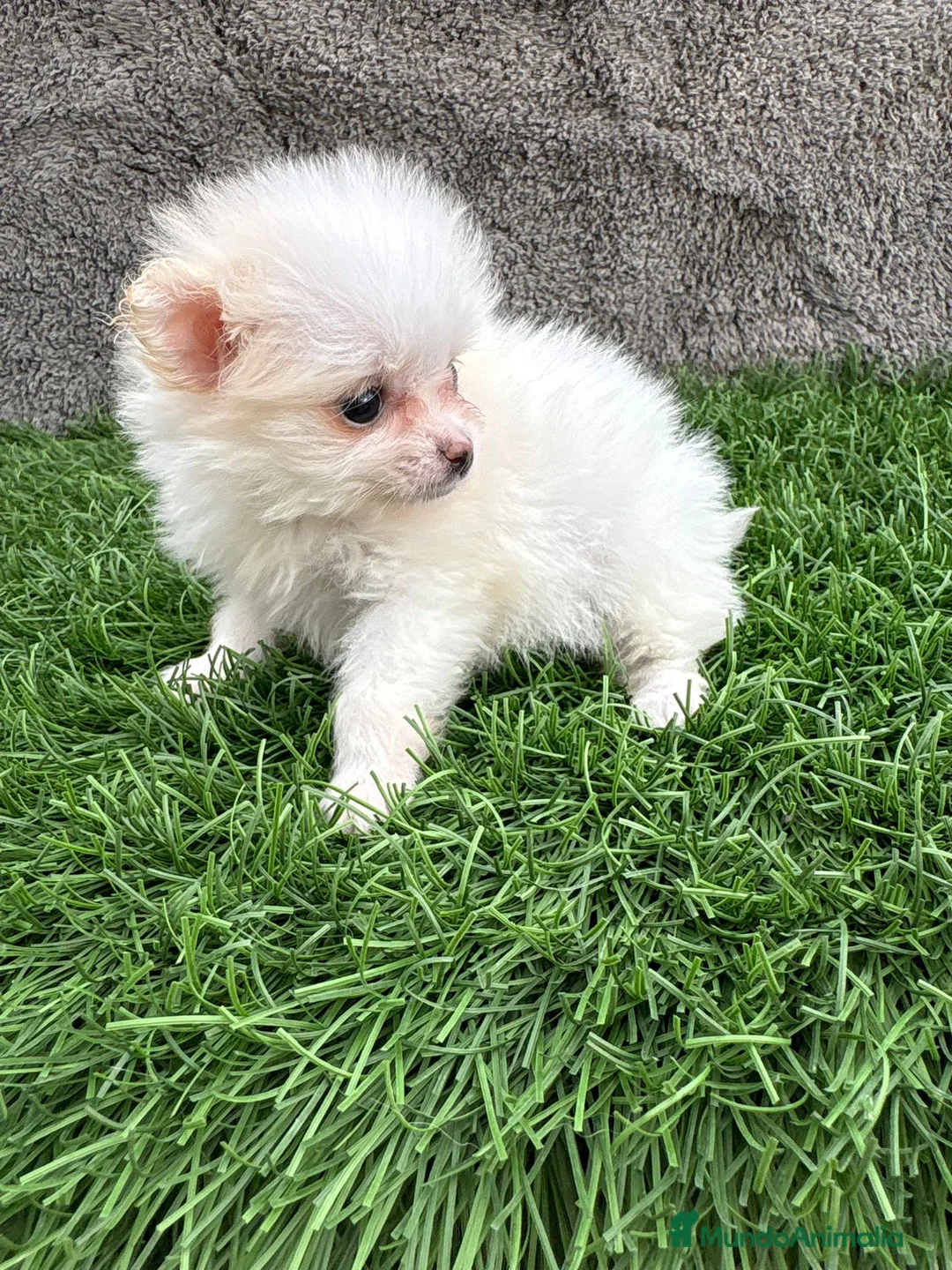 Pomerania perros en venta: Hembra mini toy lulu Pomerania blanca naranja  - Anuncio 19