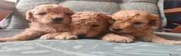 Caniche Toy perros en venta: Caniche toy PRECIO REAL en Álava - Anuncio 7