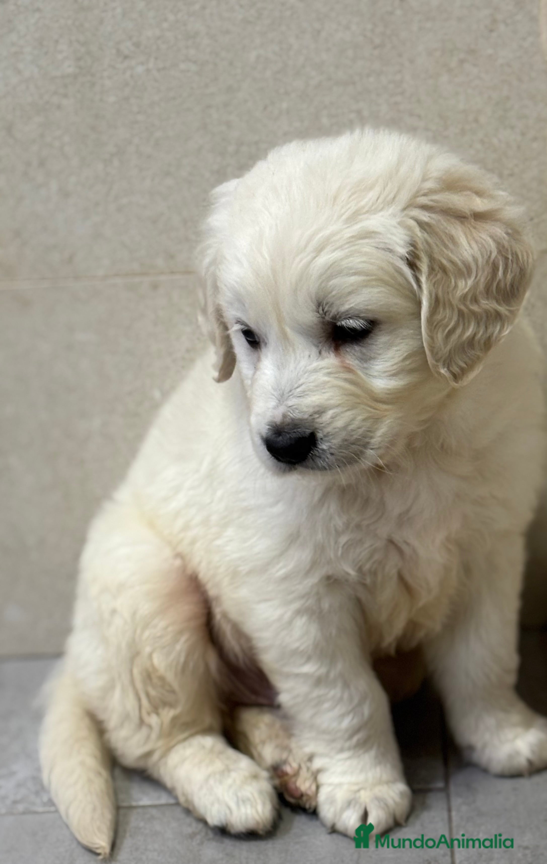 Golden Retriever perros Precioso y último macho disponible de golden en Sevilla - Anuncio 1