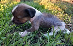 Perro Crestado Chino perros en venta: Crestado Chino con pelo Blanco Macho - Anuncio 5