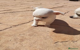 Chihuahua perros en venta: PEQUEÑOS CHIHUAHAS TOY ✨ - Anuncio 2