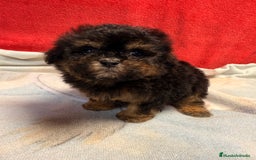 Shihpoo perros en venta: Monísimo ShihPoo Negro y fuego - Imagen 8