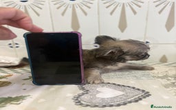 Chihuahua perros en venta: Chihuahua pelo largo cabeza 🍏 - Imagen 4