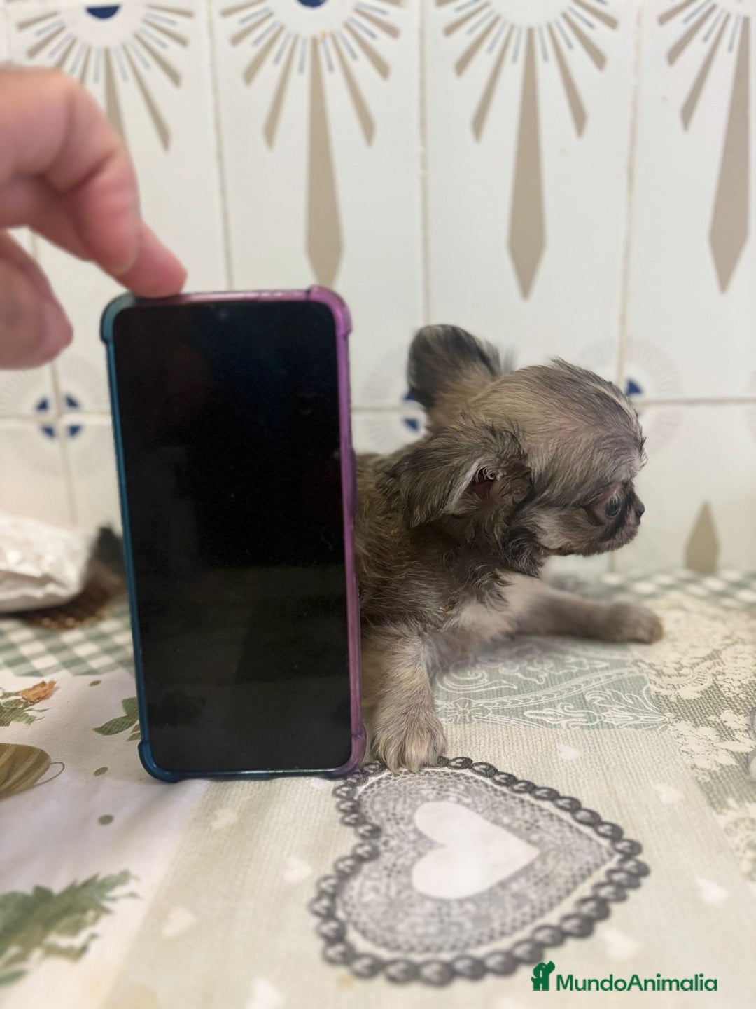 Chihuahua perros en venta: Chihuahua pelo largo cabeza 🍏 - Imagen 4